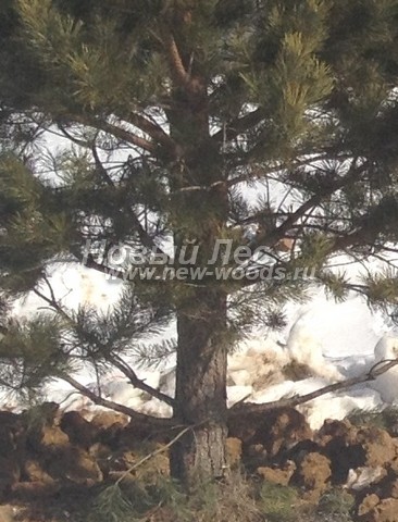 ���� ����� ������������ (Pinus sylvestris) - �����, ����, �����, ����� - ���� 918 -  ���� 18