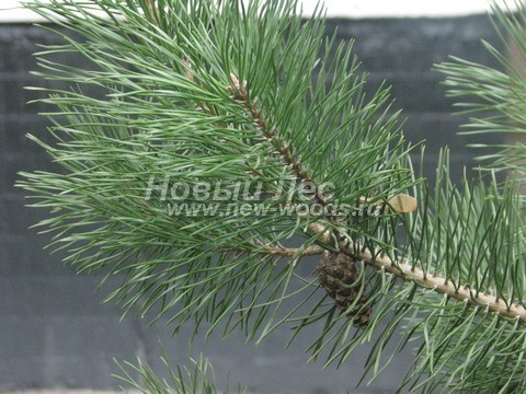    (Pinus sylvestris) - , , ,  -  919 -   19