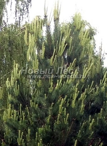    (Pinus sylvestris) - , , ,  -  920 -   20