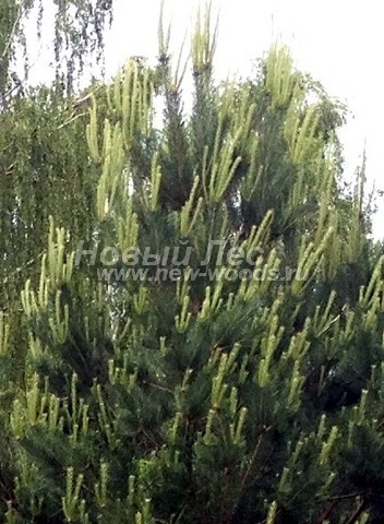 ���� ����� ������������ (Pinus sylvestris) - �����, ����, �����, ����� - ���� 920 -  ���� 20