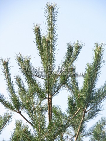 ���� ����� ������������ (Pinus sylvestris) - �����, ����, �����, ����� - ���� 921 -  ���� 21