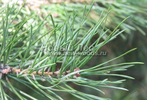 ���� ����� ������������ (Pinus sylvestris) - �����, ����, �����, ����� - ���� 922 -  ���� 22
