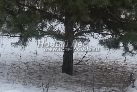 ���� ����� ������������ (Pinus sylvestris) - �����, ����, �����, ����� - ���� 923 -  ���� 23