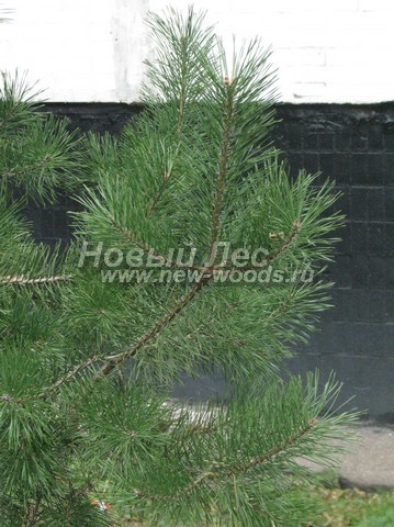 ���� ����� ������������ (Pinus sylvestris) - �����, ����, �����, ����� - ���� 924 -  ���� 24