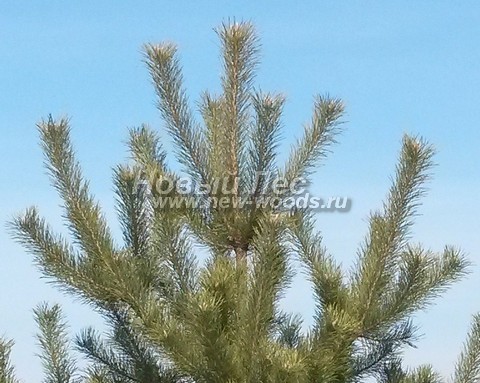 ���� ����� ������������ (Pinus sylvestris) - �����, ����, �����, ����� - ���� 925 -  ���� 25