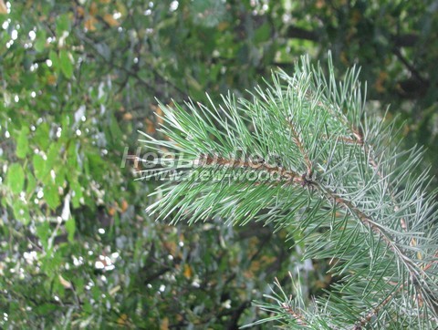 ���� ����� ������������ (Pinus sylvestris) - �����, ����, �����, ����� - ���� 926 -  ���� 26
