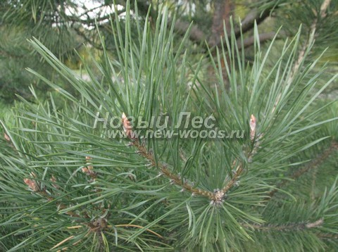    (Pinus sylvestris) - , , ,  -  927 -   27