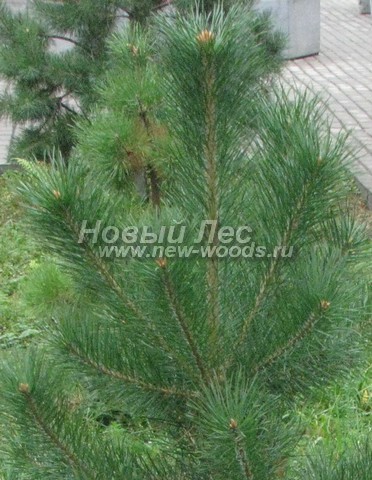    (Pinus sylvestris) - , , ,  -  928 -   28