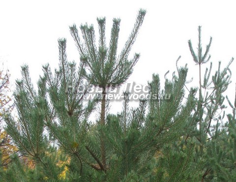 ���� ����� ������������ (Pinus sylvestris) - �����, ����, �����, ����� - ���� 929 -  ���� 29