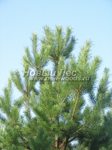 ���� ����� ������������ (Pinus sylvestris) - �����, ����, �����, ����� - ���� 930 -  ���� 30