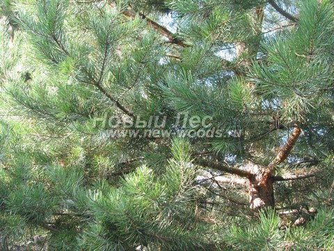    (Pinus sylvestris) - , , ,  -  931 -   31