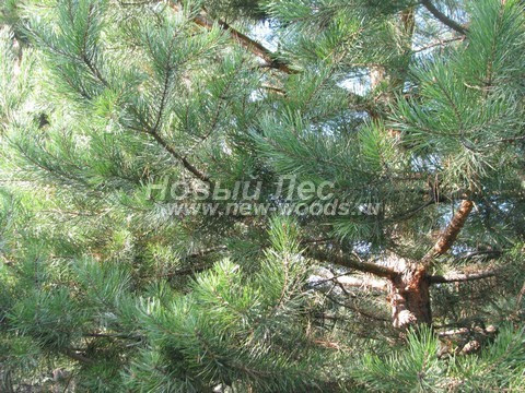 ���� ����� ������������ (Pinus sylvestris) - �����, ����, �����, ����� - ���� 931 -  ���� 31