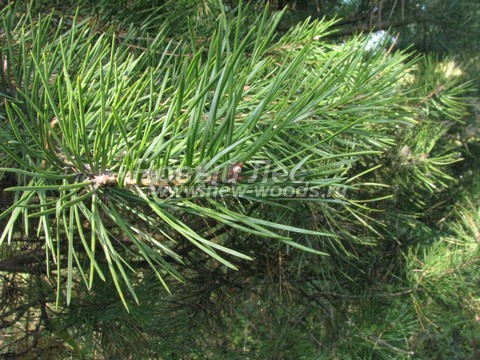 ���� ����� ������������ (Pinus sylvestris) - �����, ����, �����, ����� - ���� 932 -  ���� 32