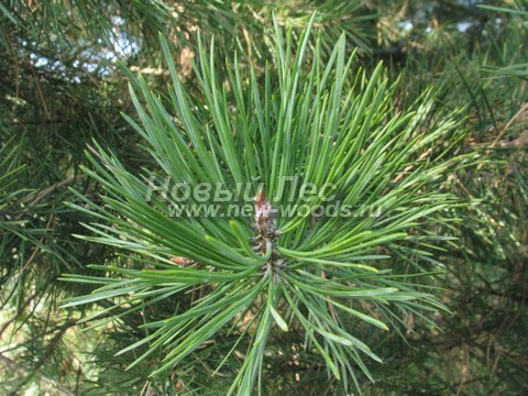    (Pinus sylvestris) - , , ,  -  933 -   33