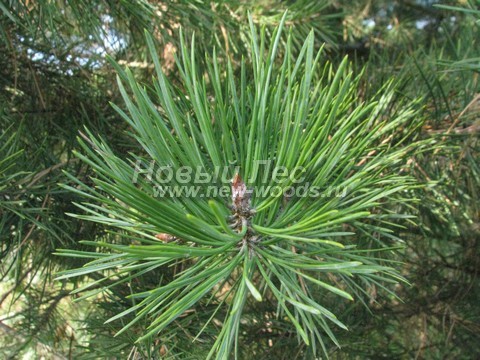 ���� ����� ������������ (Pinus sylvestris) - �����, ����, �����, ����� - ���� 933 -  ���� 33
