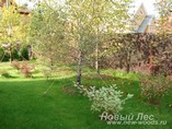 ������� ����������� ������ ������������ (Betula pendula)