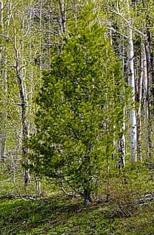       (Pinus contorta subsp. latifolia)