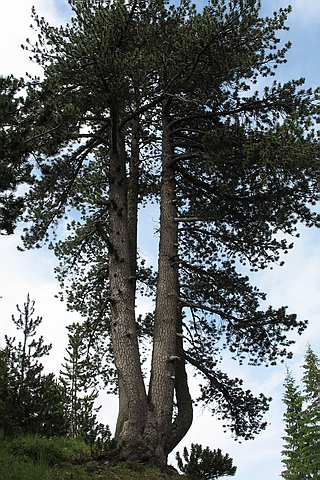    ( ,  ) (Pinus heldreichii, Pinus leucodermis)