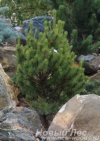 Крупномер Сосна горная Винтер Голд (Pinus mugo 'Winter Gold')