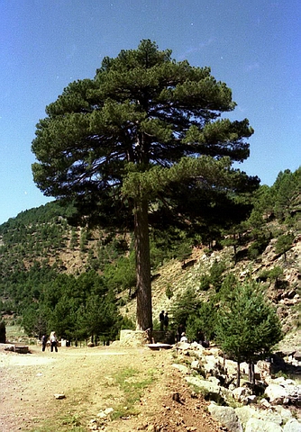    (  )   () (Pinus nigra subsp. salzmannii)