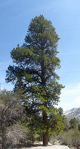    ( ,  )   (Pinus ponderosa var. brachyptera)
