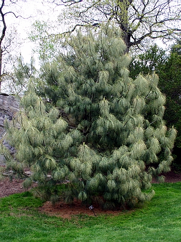    ( ,  ,   )  (Pinus wallichiana 'Zebrina')