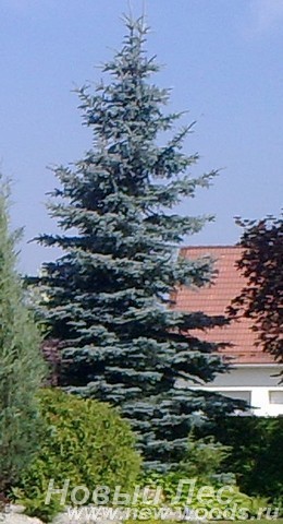 Посадка крупномеров Ели колючей Глаука (Ели голубой, Picea pungens Glauca)
