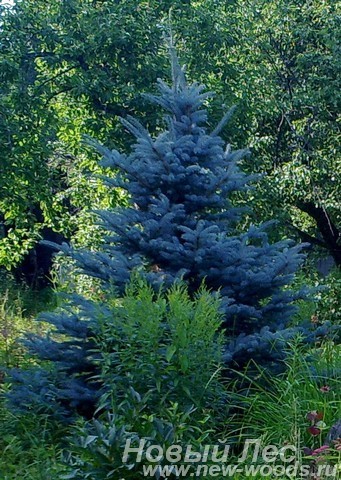 Посадка крупномера Ели голубой (Picea pungens Glauca)