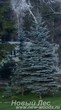 Посадка крупномеров Ели голубой (Ели колючей Глаука, Picea pungens Glauca)