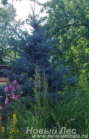 Посадка крупномеров Ель голубая (Picea pungens Glauca) на участке