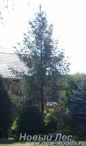 Посадка крупномеров Ели обыкновенной (Picea abies)