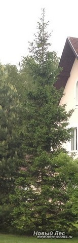 Посадка крупномера Ели обыкновенной (Picea abies) около дома