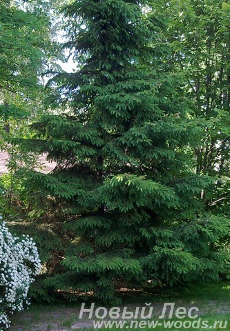 Посадка дерева Ель обыкновенная (Picea abies) при озеленении