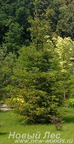 Посадка крупномеров Ели обыкновенной (Picea abies) в центре газона