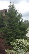 Посадка крупномеров Ели обыкновенной (Picea abies) в живой изгороди