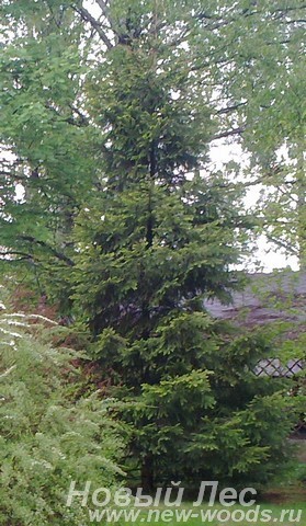 Посадка крупномеров Ели обыкновенной (Picea abies) по границе участка