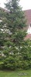 Посадка Ели обыкновенной (Picea abies) по плану ландшафтного дизайна
