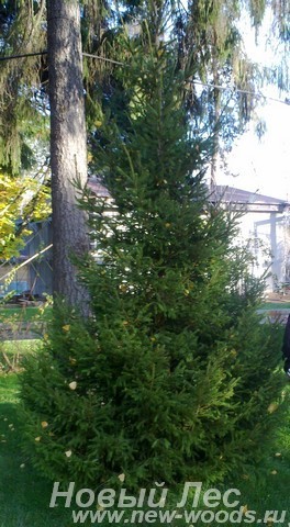Посадка крупномеров Ели обыкновенной (Picea abies) на территории базы отдыха