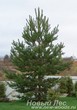 Посадка крупномеров Сосны обыкновенной (Pinus sylvestris) в Подмосковье