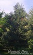 Посадка крупномеров Сосны обыкновенной (Pinus sylvestris) на участке у дома
