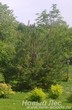 Декоративная посадка крупномеров Сосны обыкновенной (Pinus sylvestris)