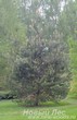 Декоративная посадка крупномера Сосна обыкновенная (Pinus sylvestris) для озеленения