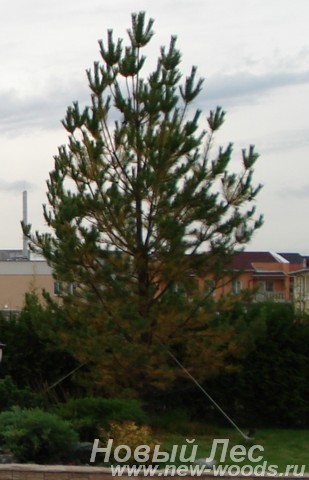 Посадка осенью крупномеров Сосны обыкновенной (Pinus sylvestris)