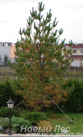 Осенняя посадка крупномеров Сосны обыкновенной (Pinus sylvestris)