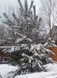 Крупномер Сосны обыкновенной укрыт снегом после зимней посадки