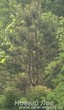 Декоративная посадка Сосны обыкновенной (Pinus sylvestris)