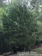 Первое дерево высажено в изгороди при посадке крупномеров Сосны обыкновенной (Pinus sylvestris)