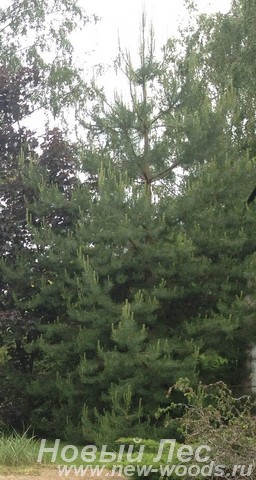 Посадка Сосны обыкновенной (Pinus sylvestris) в массиве