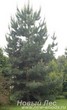 Посадка крупномера Сосна обыкновенная (Pinus sylvestris)