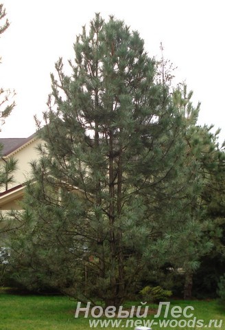 Посадка крупномеров Сосны черной (Pinus nigra) перед загородным домом